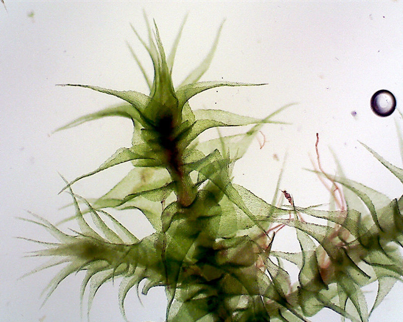 Campylophyllum hispidulum